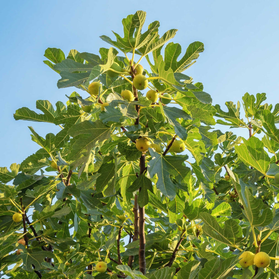 Plants, Trees & Seeds