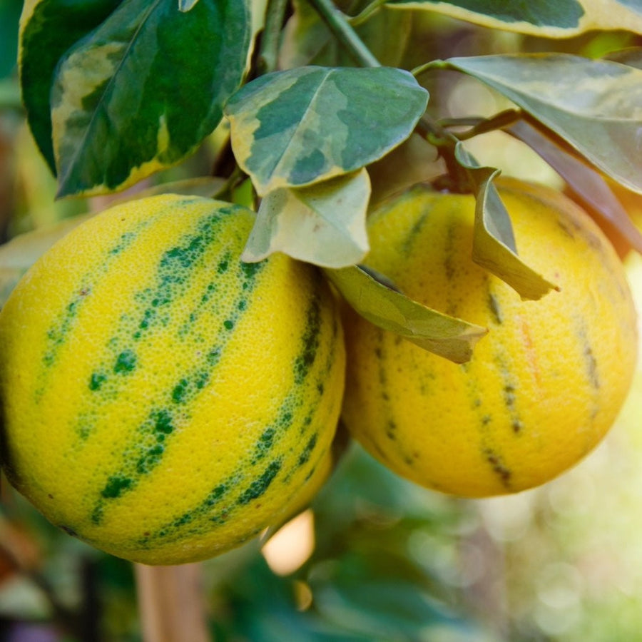 Fresh Produce: Fruits, Vegetables, Garlic, Pickles & More