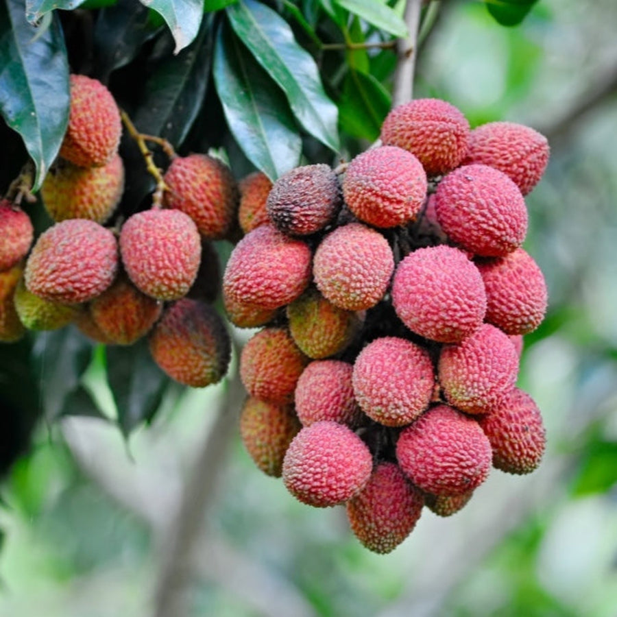 Exotic Plants & Trees