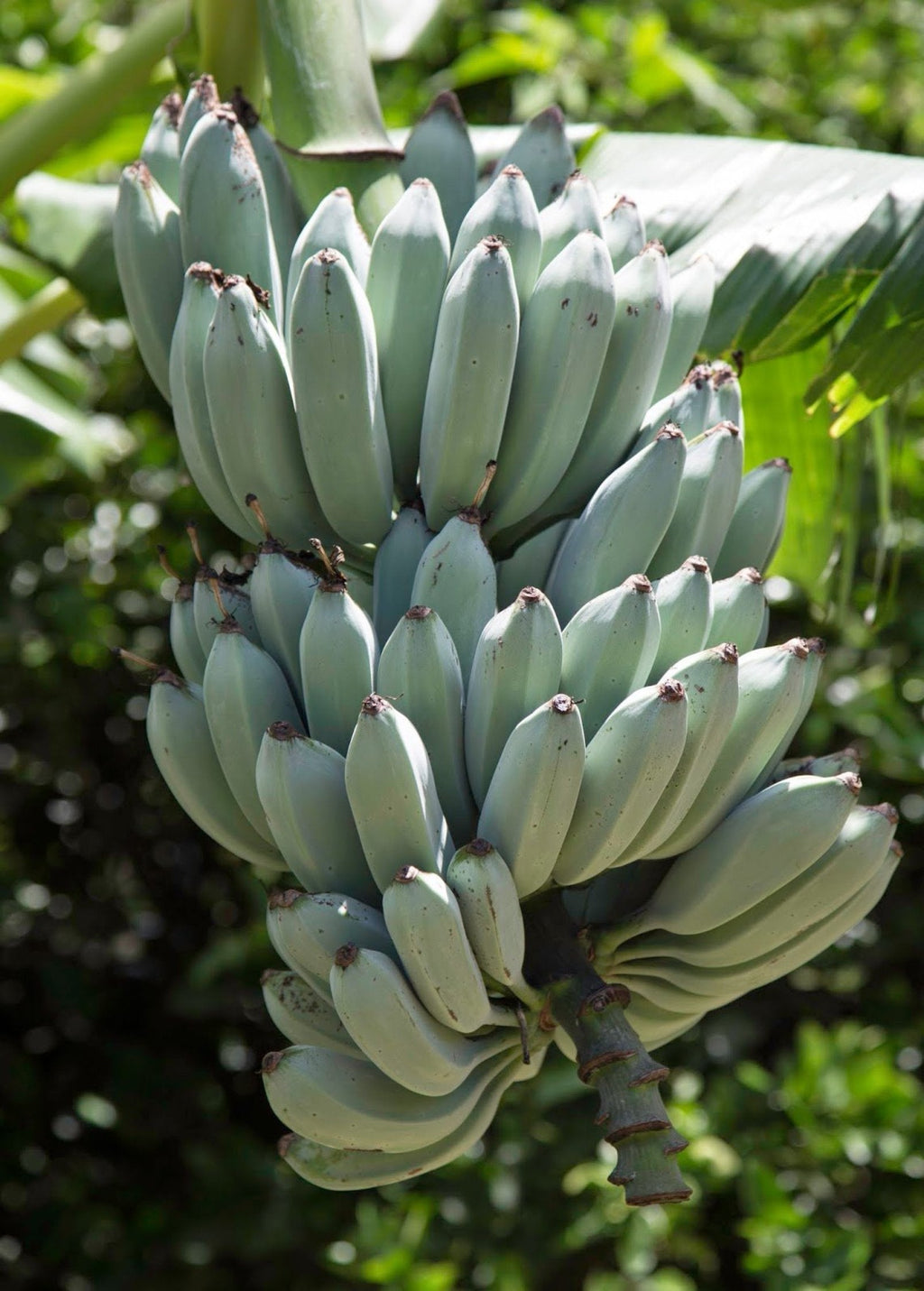 Blue Java banana tree with large clusters of unripe blue-green bananas growing on the plant in a tropical garden.