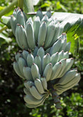 Blue Java banana tree with large clusters of unripe blue-green bananas growing on the plant in a tropical garden.