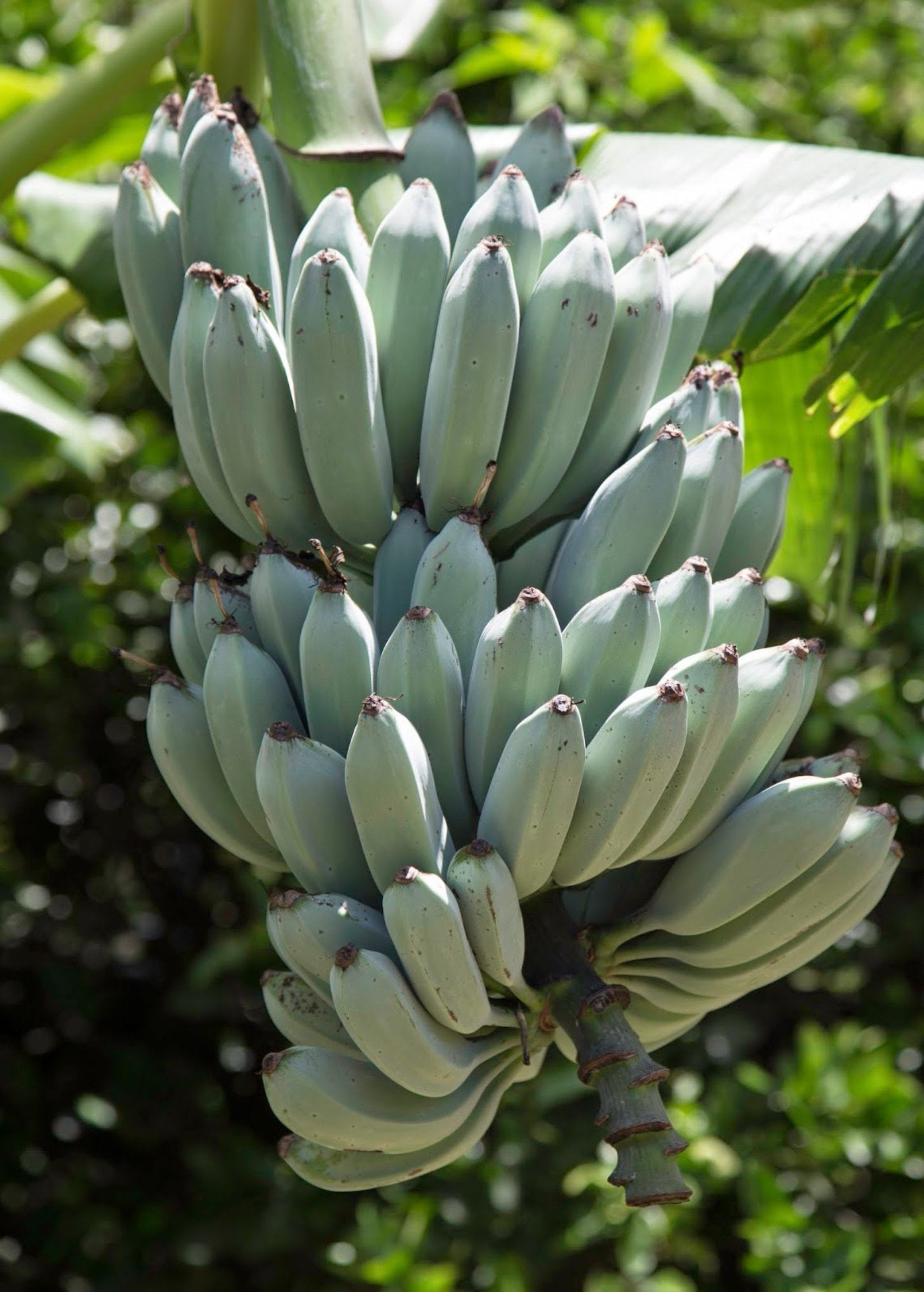 Blue Java banana tree with large clusters of unripe blue-green bananas growing on the plant in a tropical garden.