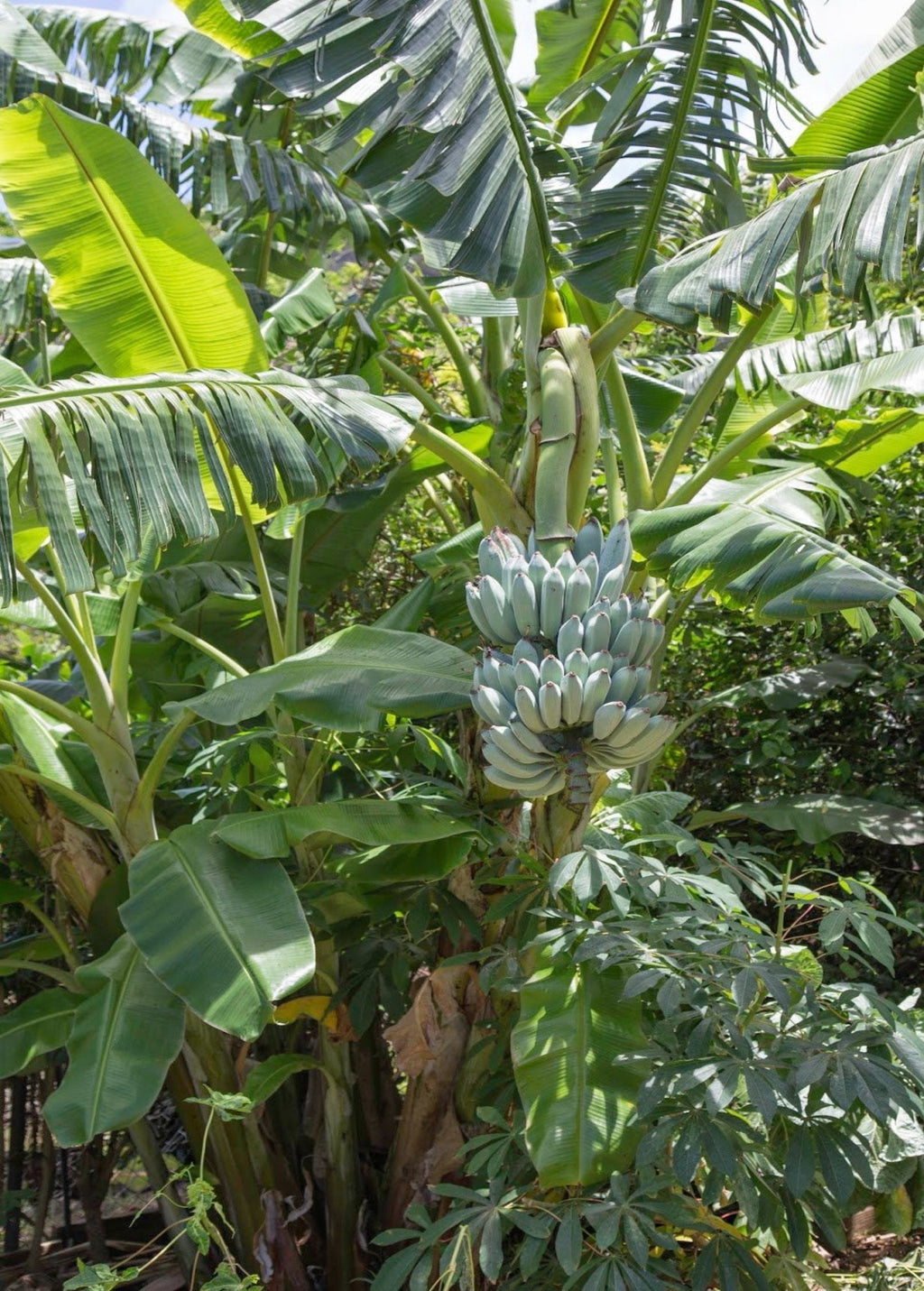 Blue Java banana plant with a large hanging cluster of unripe blue-green bananas growing among lush tropical leaves.