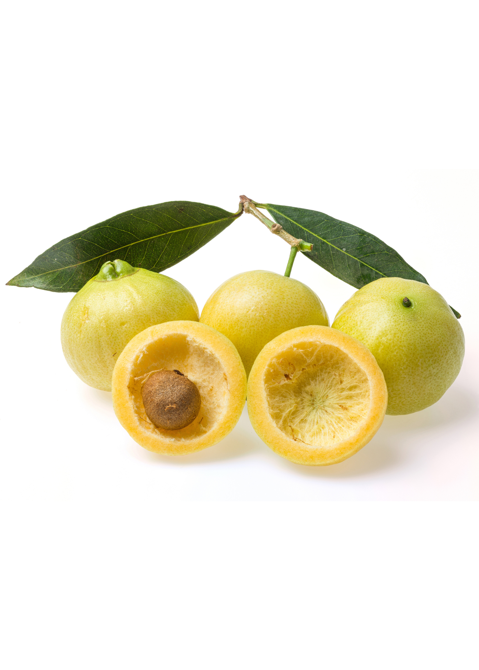 Rose Apple (Syzygium jambos)