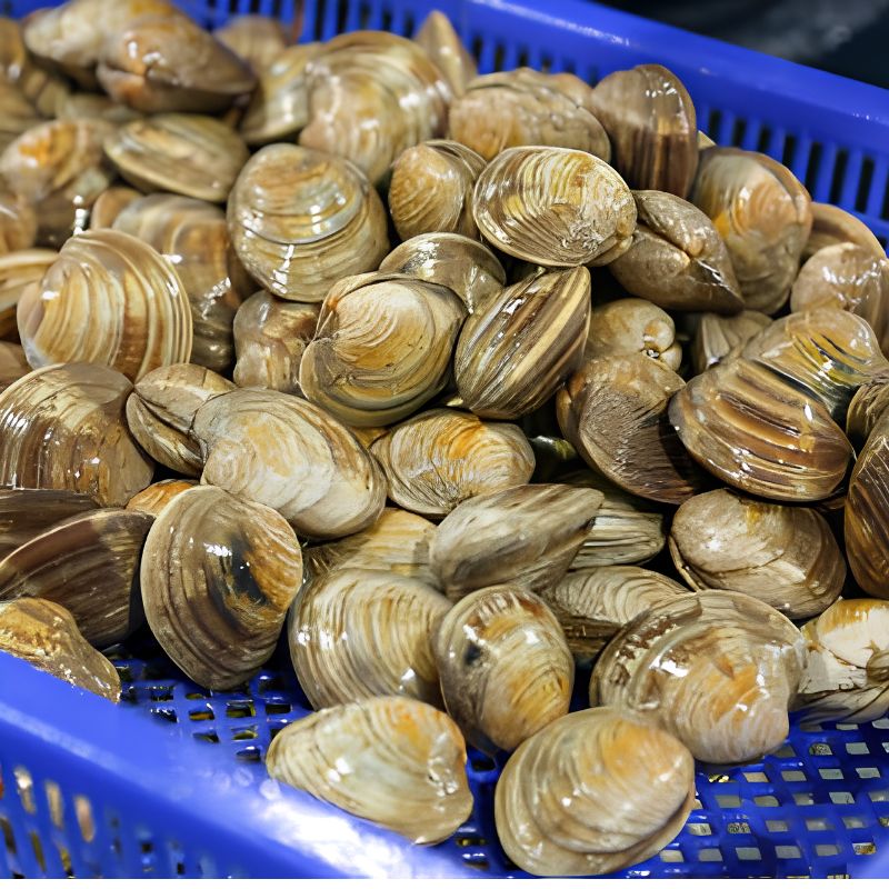Korean Hard Clam Cooked & Frozen (1kg, 2.2lb)