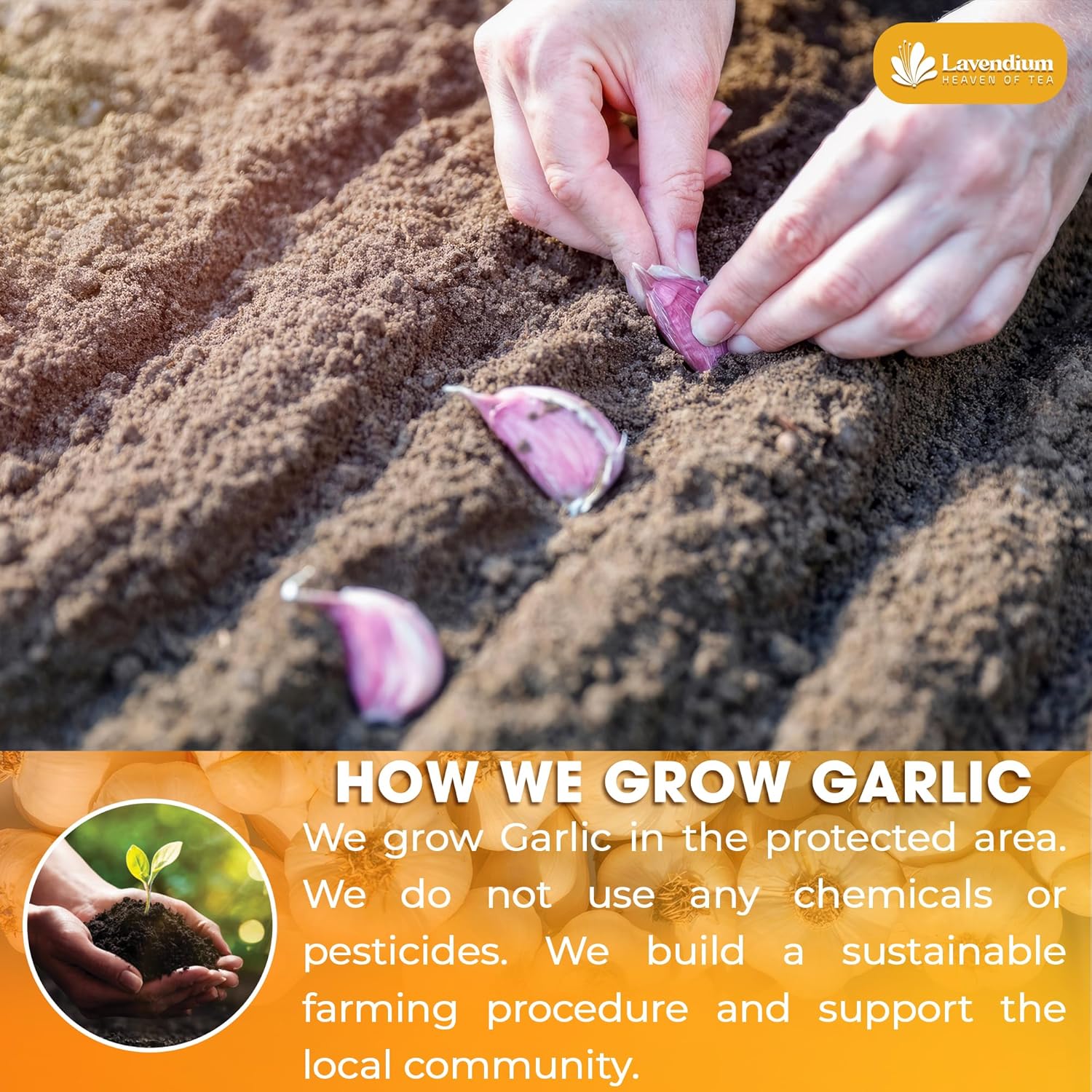 Premium Garlic Powder, 100% Natural and Pure from Garlic, Rich Flavor, Perfect for Cooking & Seasoning