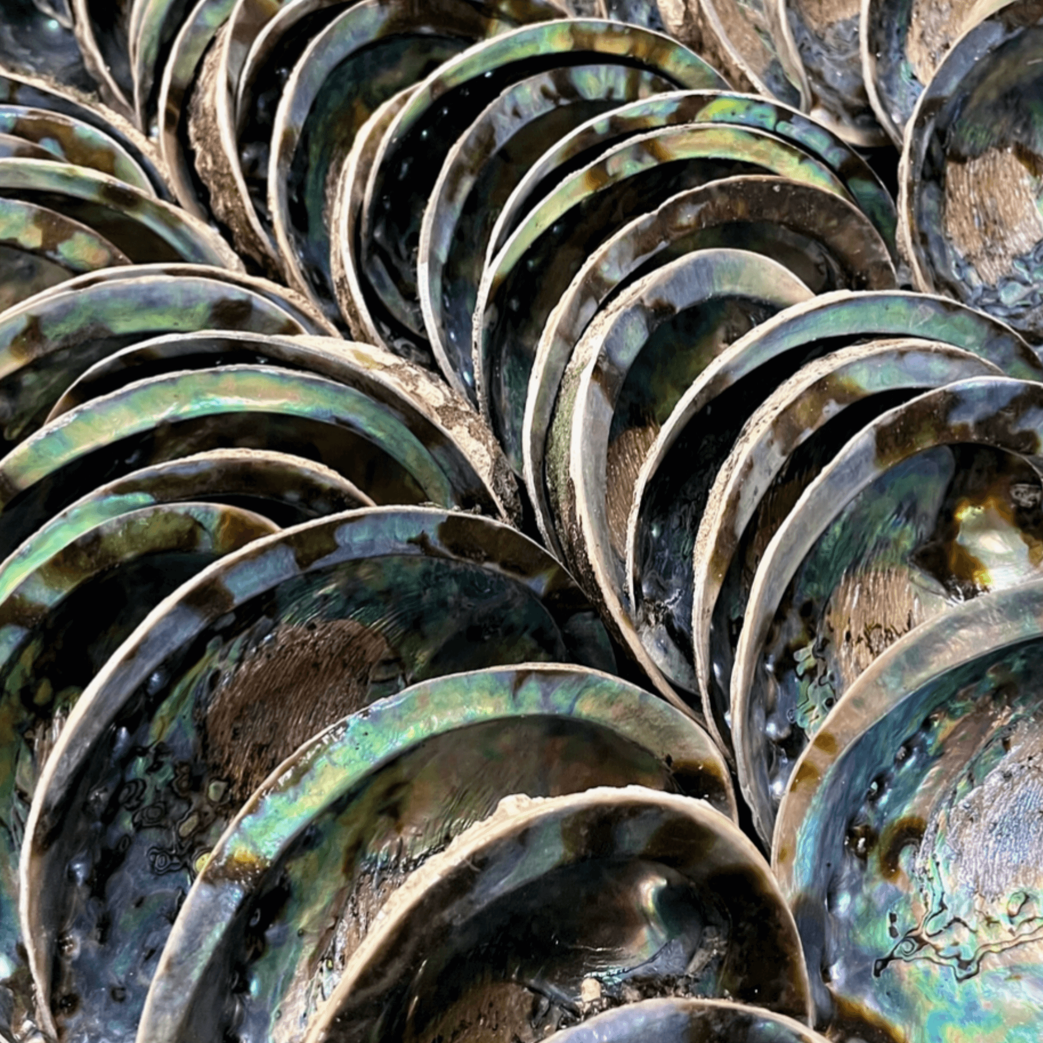 Close-up of natural abalone shells with shimmering iridescent green, blue, silver and brown mother-of-pearl interiors, spiritual cleansing and protection ritual supplies.