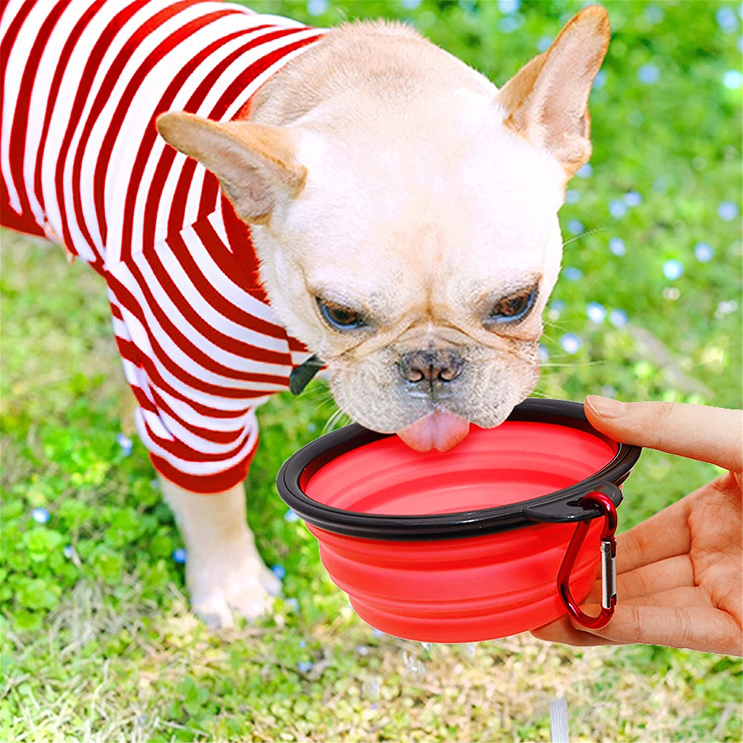 Dog wearing a red and white striped outfit drinking from a red collapsible bowl held by a person outdoors.