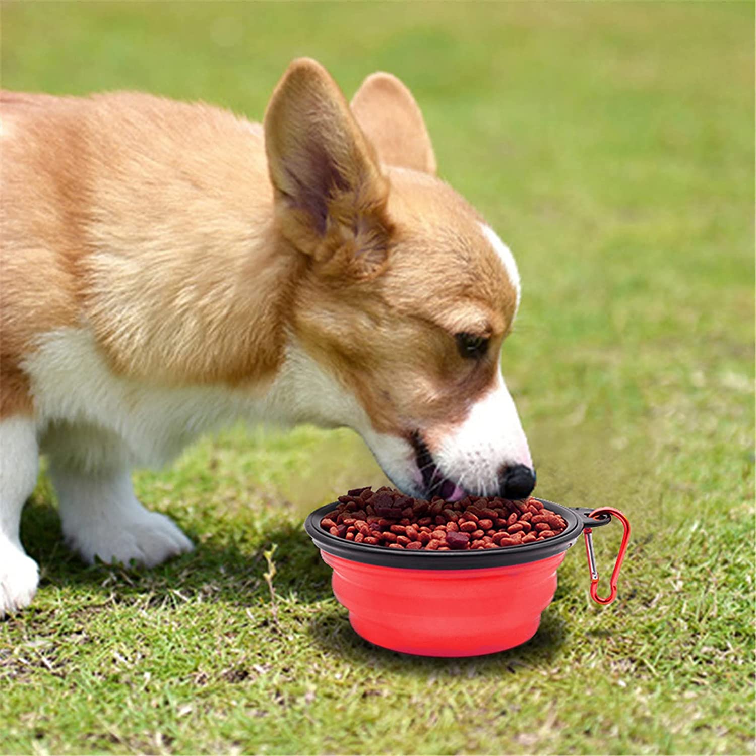 Dog eating from a red portable dog bowl on grass