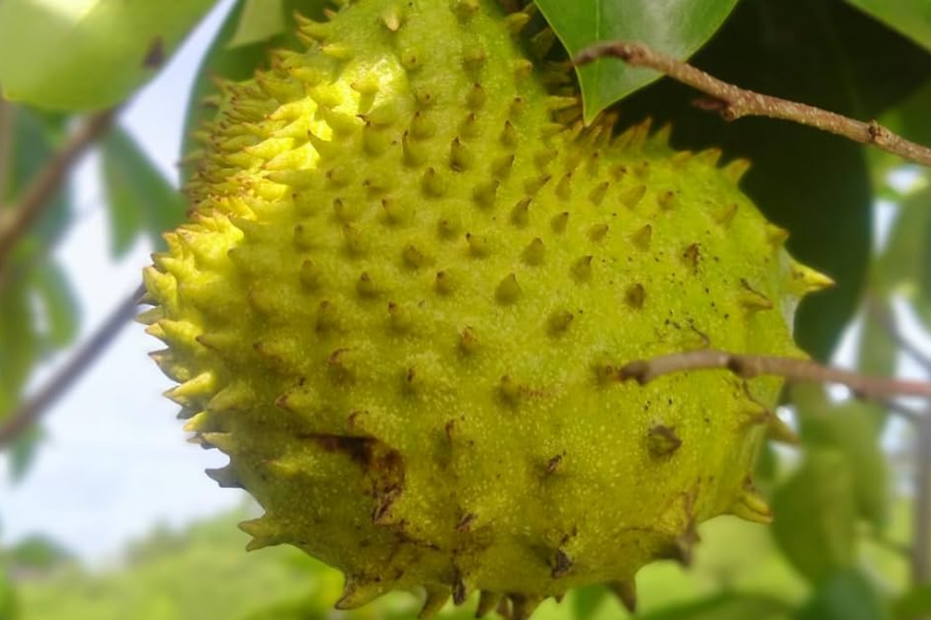 Golden Yellow Soursop Tree - Live Annona muricata 10"-20" | Tropical Fruit Tree for Juicy, Nutritious Fruit