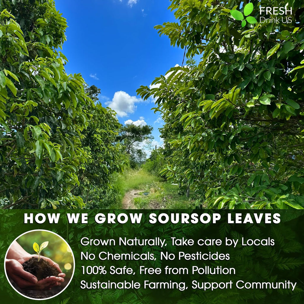Soursop Leaves Tea Version 2