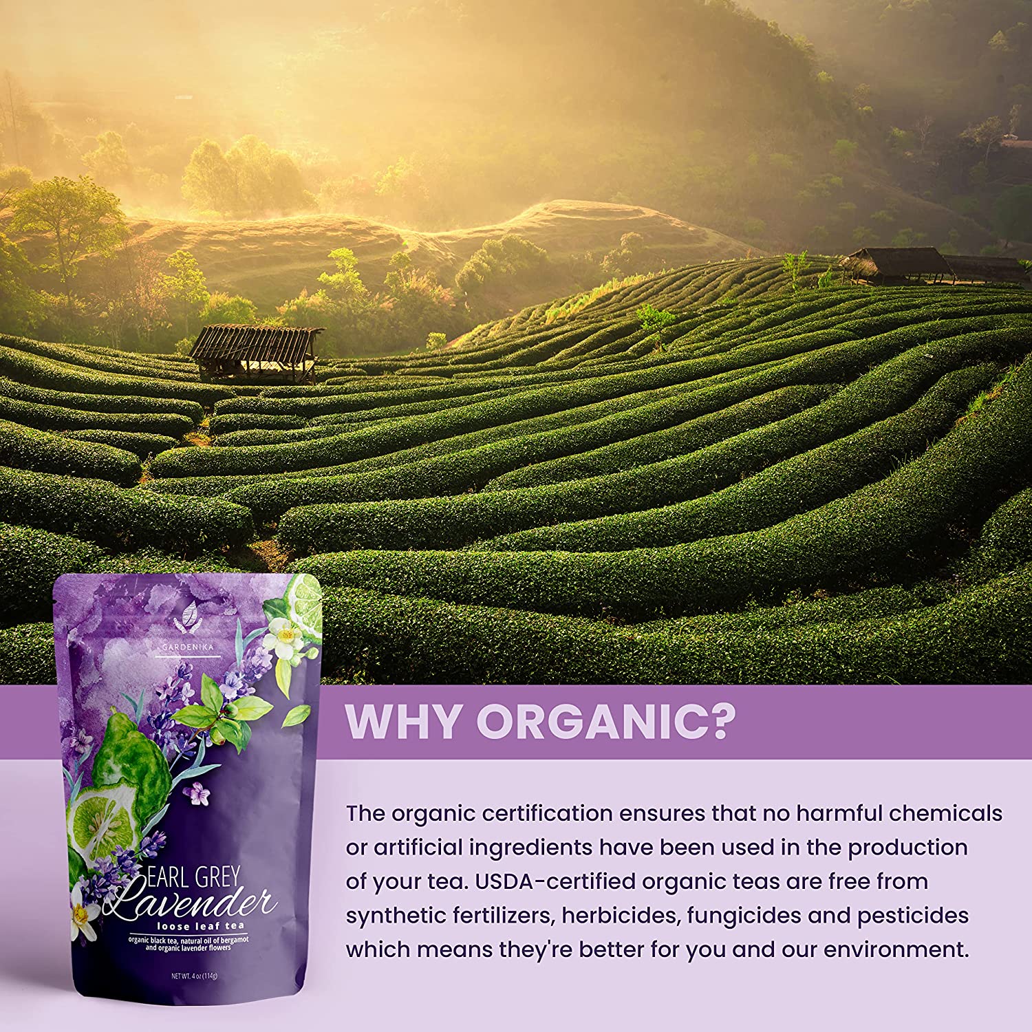 Earl Grey Lavender Tea, Black Tea with Bergamot - Organic & Kosher