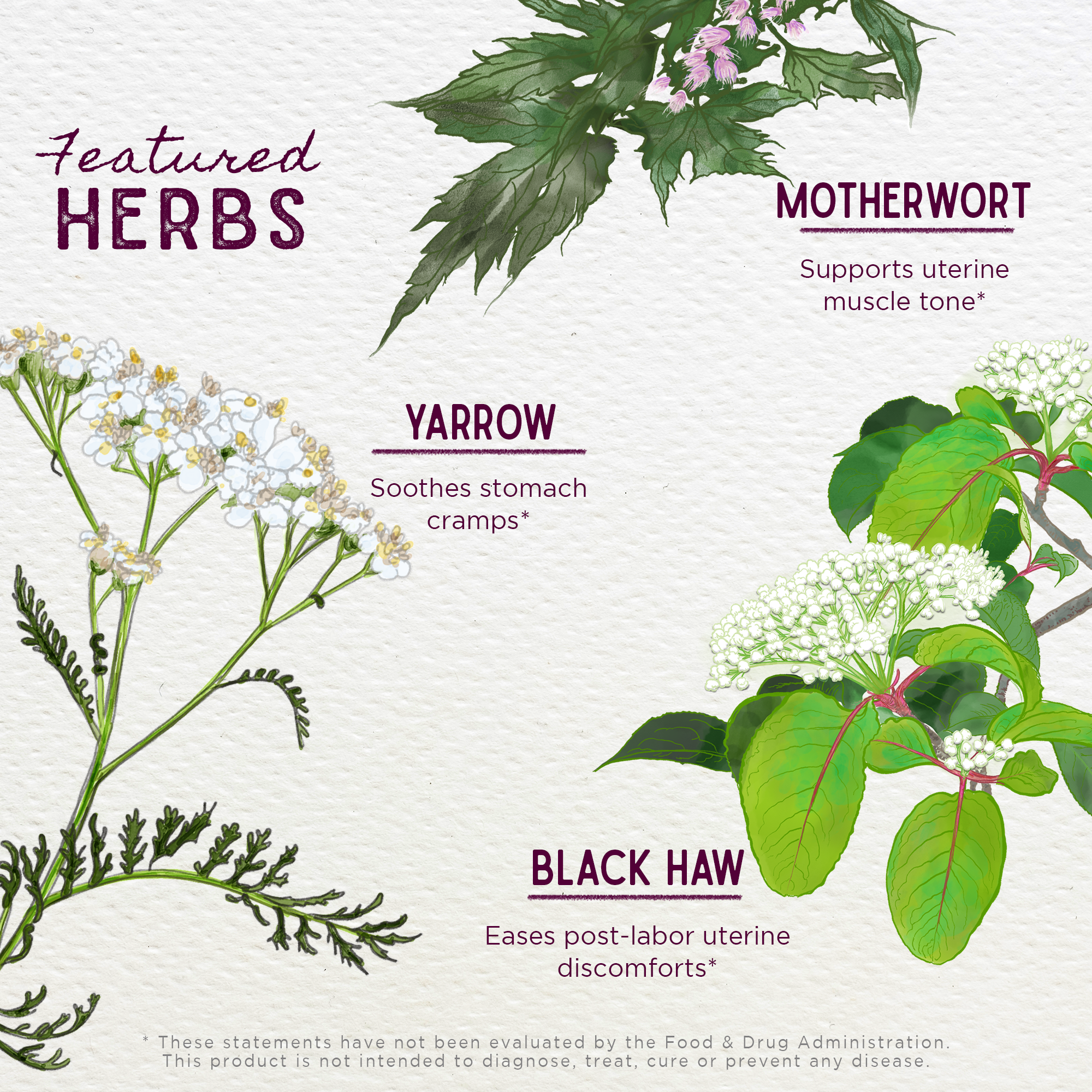 Illustrations of herbs with their names and benefits on a light background. AfterEase For After Birth Contractions - 2 oz Convenient Pump Bottle for Easy, Mess-Free Serving or 4 oz Jigger
