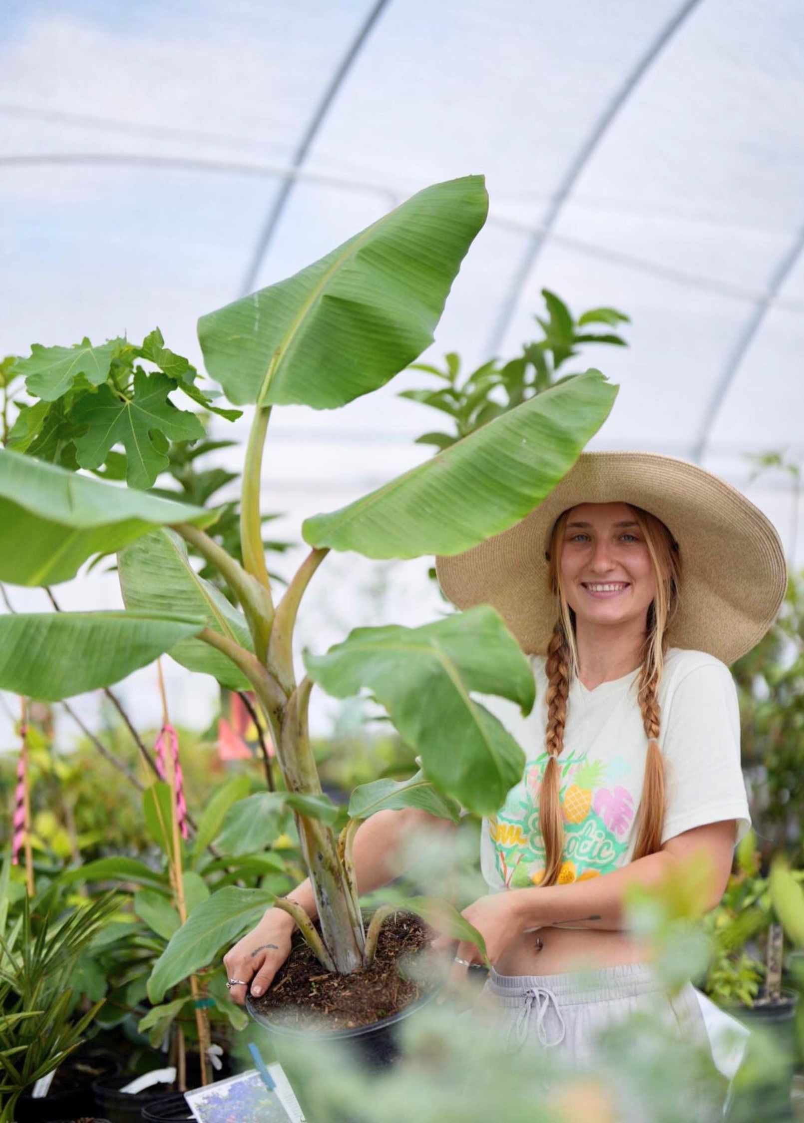 aWoman holding a healthy Blue Java banana plant in a greenhouse, showcasing the tropical fruit tree's large green leaves and potted root system.