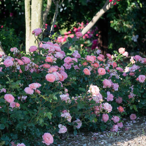 Apricot Drift® Rose