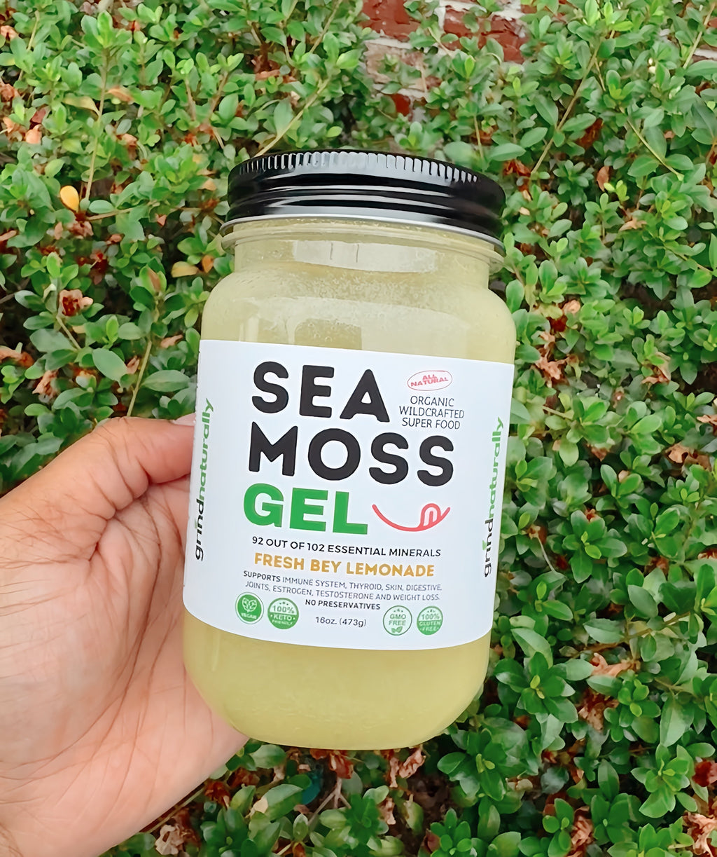 Fresh Bey Lemonade Sea Moss Gel in 16 oz glass jar held in hand outdoors, organic wildcrafted sea moss gel from St. Lucia, vegan superfood supplement with 92 essential minerals, immune support, digestive health, skin wellness, alkaline sea moss gel, Grind Naturally Organics, Tree of Life Grocers.