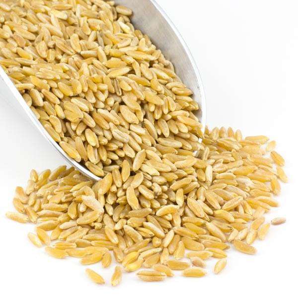 Kamut Grain, Organic