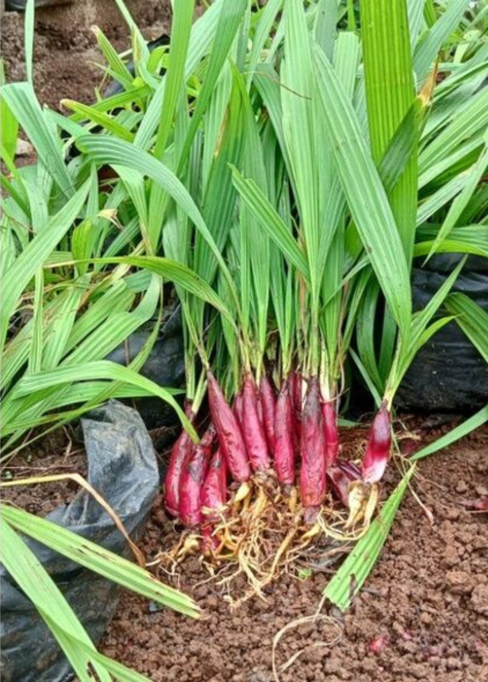 Bawang Dayak (*Eleutherine bulbosa*) medicinal herb with distinctive red bulbs and long green leaves growing in rich soil, traditionally cultivated for herbal wellness and natural health remedies.