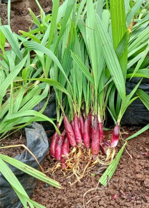 Bawang Dayak (*Eleutherine bulbosa*) medicinal herb with distinctive red bulbs and long green leaves growing in rich soil, traditionally cultivated for herbal wellness and natural health remedies.