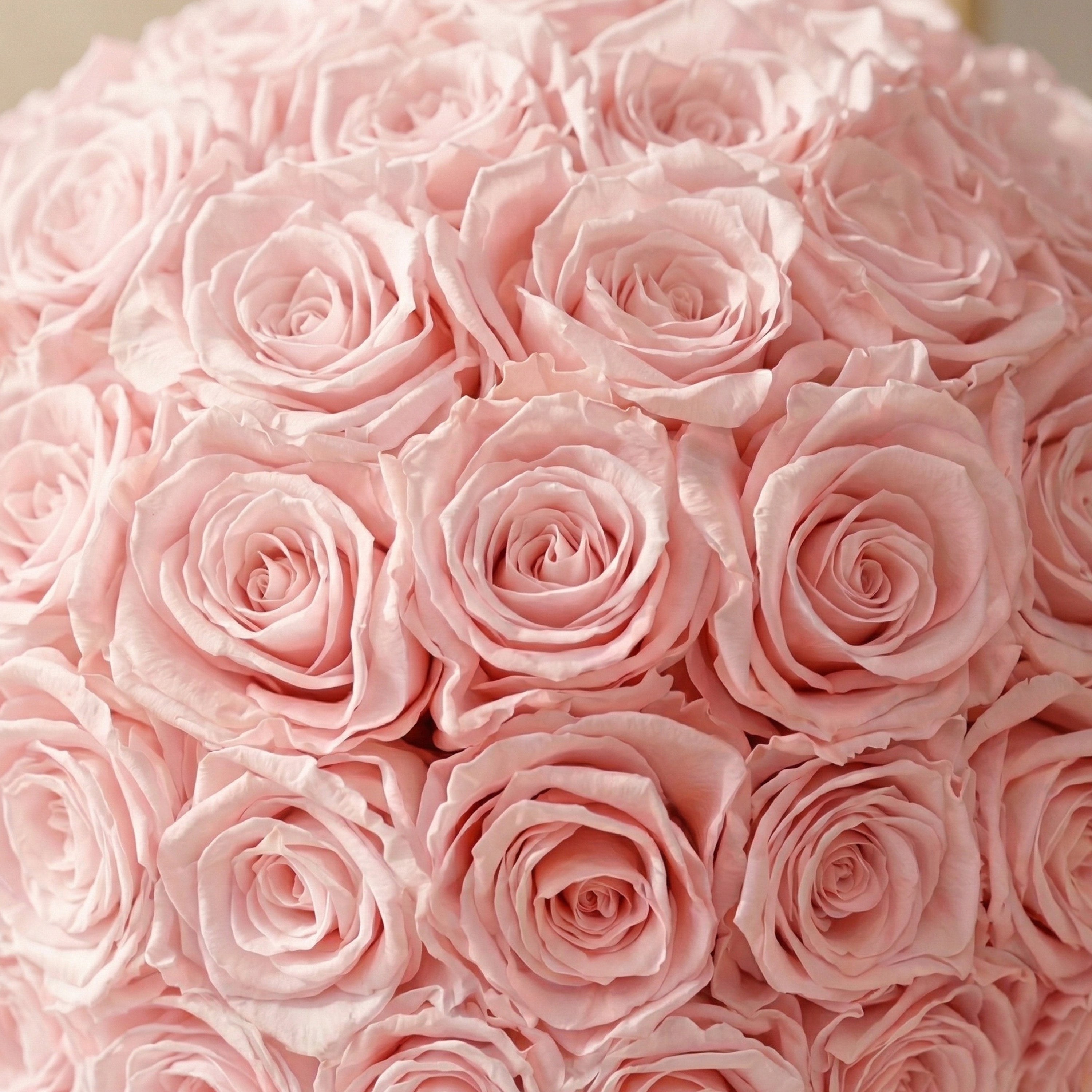 Classic Light Pink Suede Superdome Box | Light Pink Roses