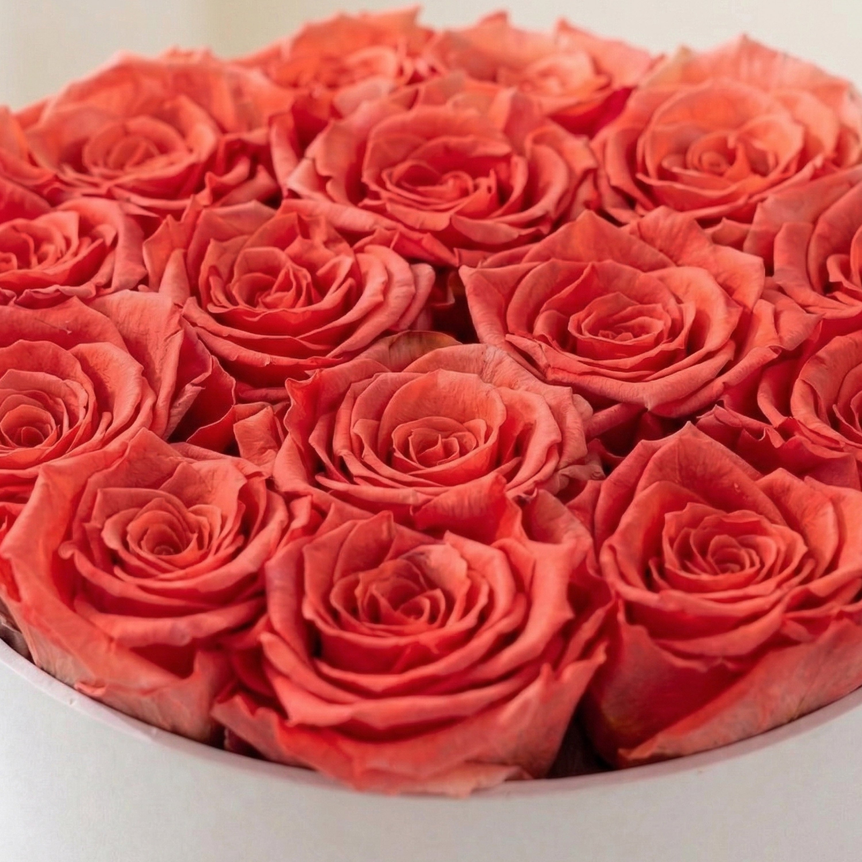 Classic White Box | Coral Roses