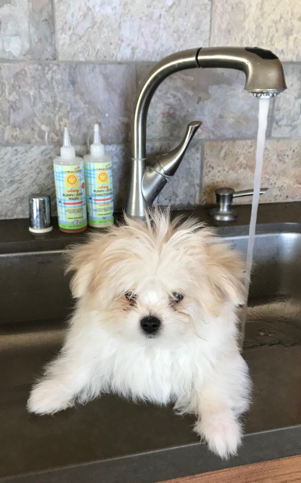 Small, fluffy puppy sitting in a stainless steel kitchen sink beneath a running faucet, with two bottles of Calming™ Puppy + Dog Wash & Conditioner Set (Vegan) displayed beside the sink.