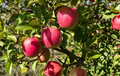 3 Fresh Unrooted Plum Tree Cuttings Organic Fruit Tree Starter for Propagation