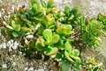 Crassula Tetragona Miniature Pine Jade Succulent Cuttings Set of 10 Unrooted Live Plant Cuttings