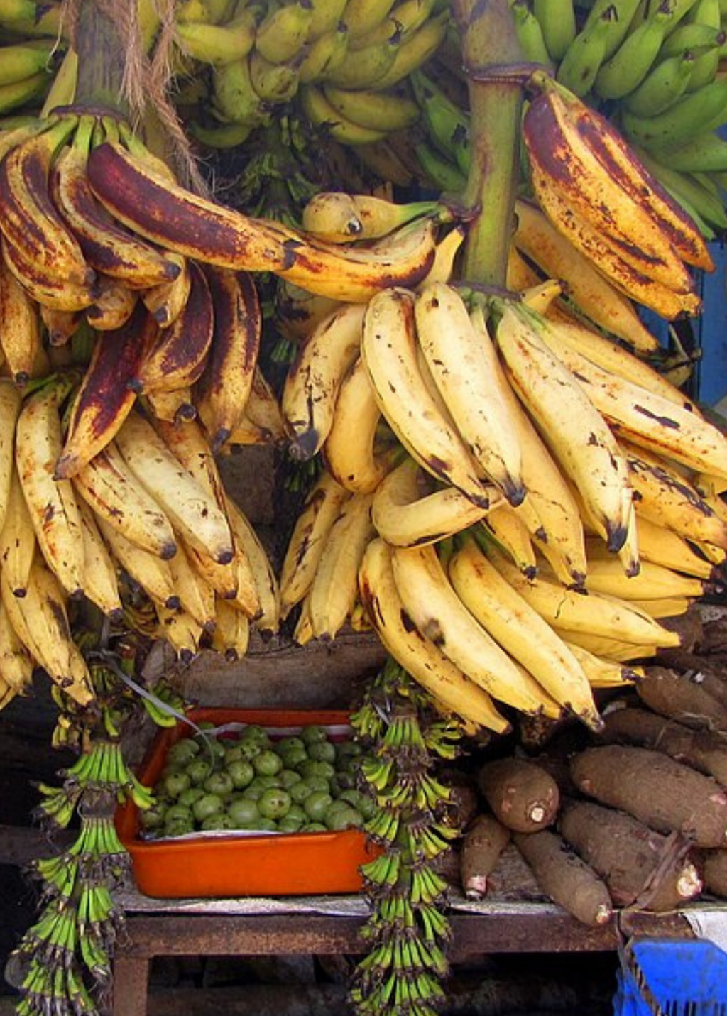 Changalikodan Nendran Indian banana bunches hanging on the plant at various stages of ripeness in a tropical orchard.