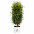 Fine Line® Buckthorn
