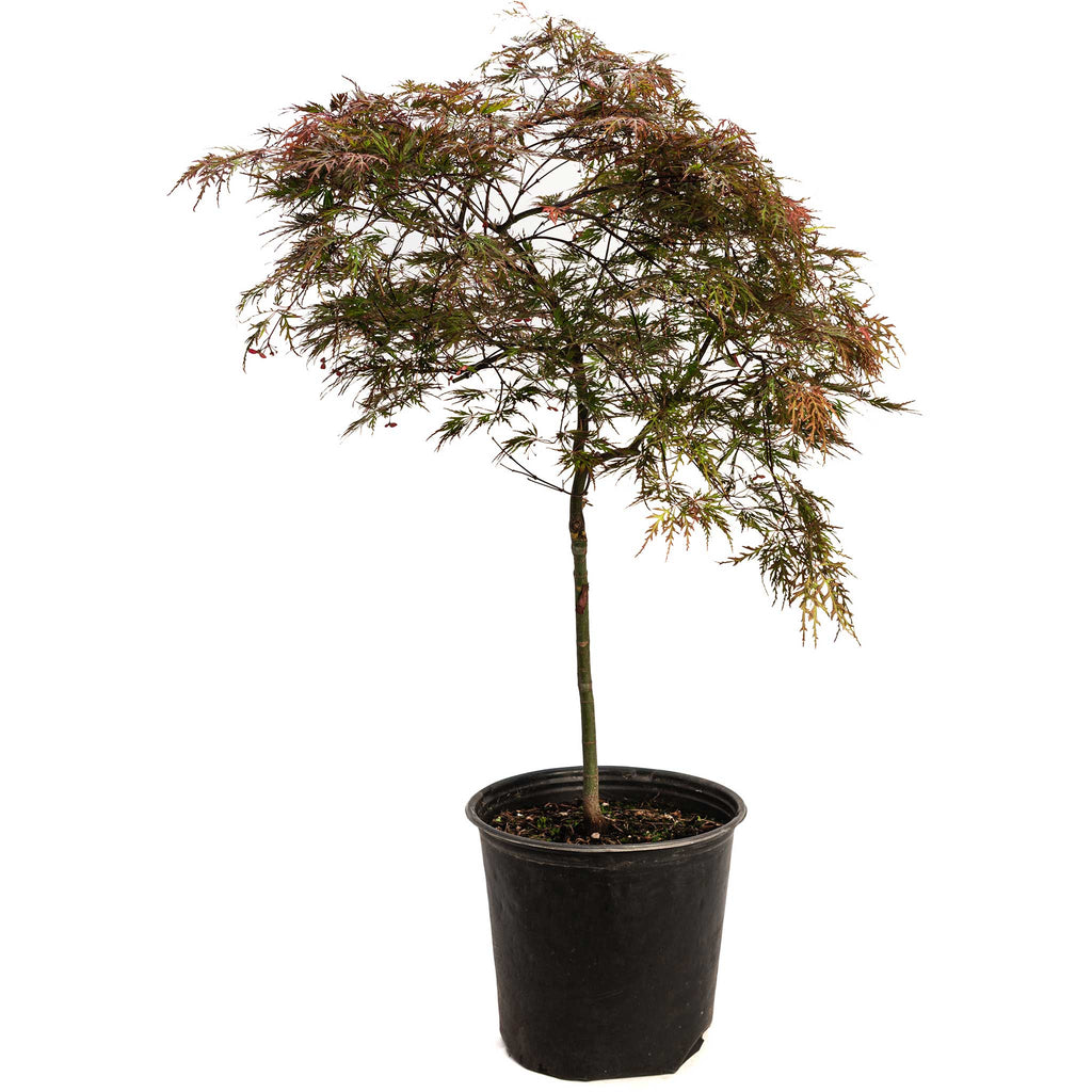 Red Dragon Japanese Maple Tree