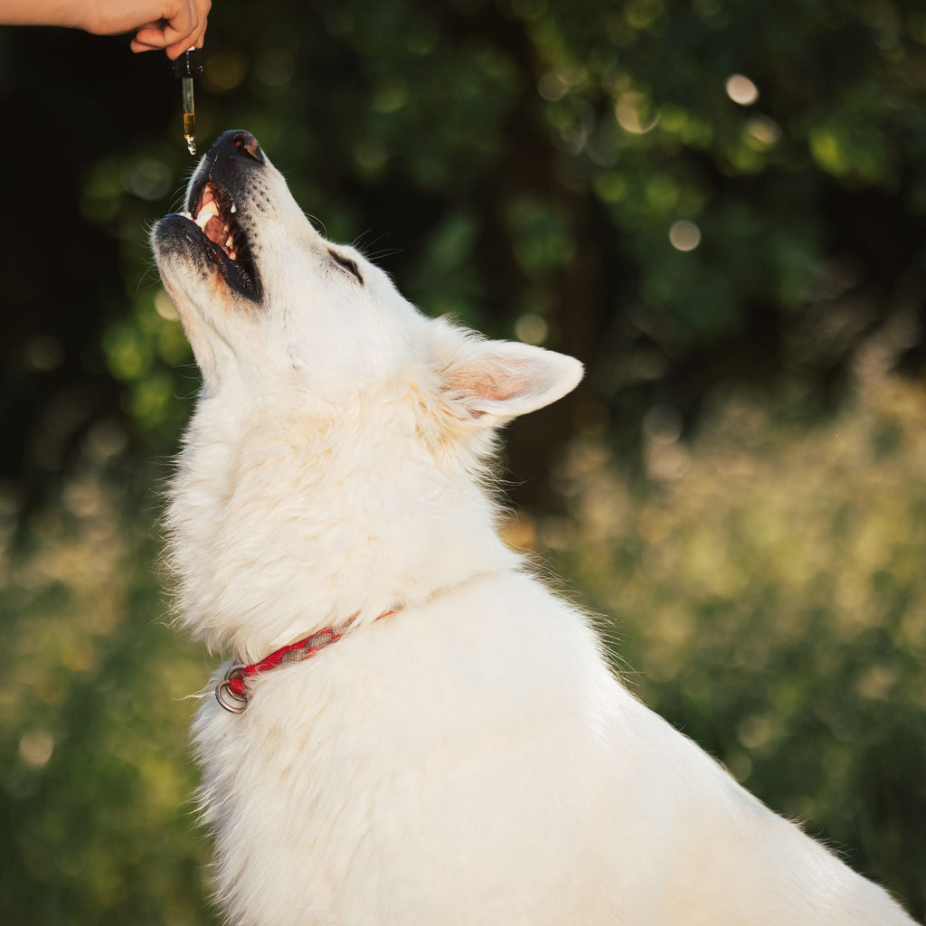 White dog wearing a red collar receiving a liquid herbal supplement from a glass dropper outdoors.
