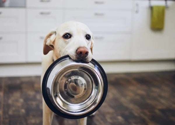 Power Pup Fermented Turmeric Powder for Dogs – Lead-Free, Superfood Meal Topper