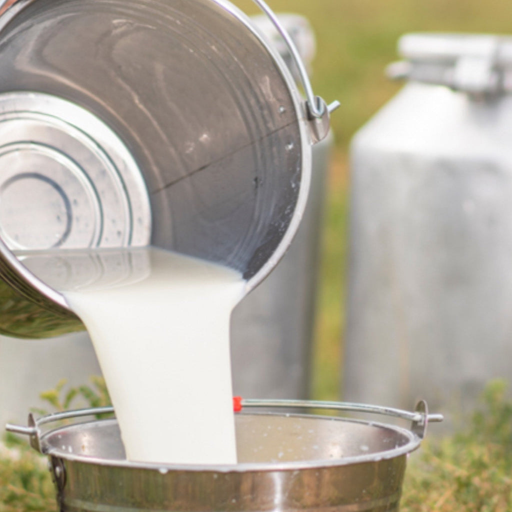 Milk being poured from a metal container into another container with a blurred natural background. Farmhouse Artisan Goat Milk & Tallow Soap Collection