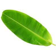 Fresh Green Banana Leaves – Natural Tropical Cooking Wraps for Steaming, Grilling, Baking & Authentic Cuisine 🌿