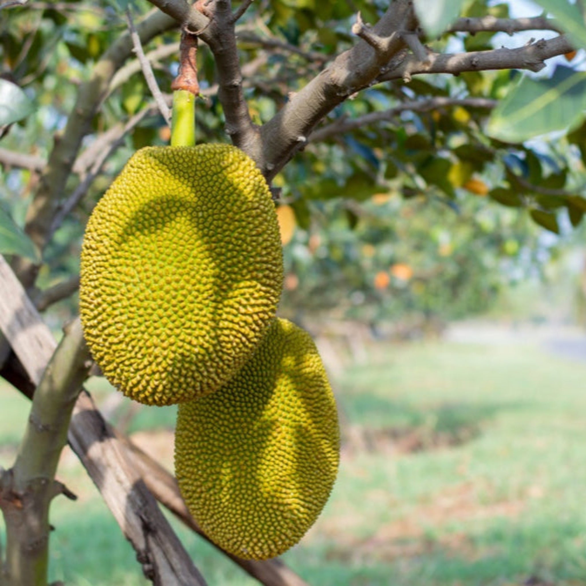 Ripe jackfruit growing on a tropical jackfruit tree branch with large green spiky fruit in a lush orchard, fresh organic jackfruit tree for home gardens, edible tropical fruit, exotic fruit tree, sustainable gardening, tropical agriculture, Tree of Life Grocers.