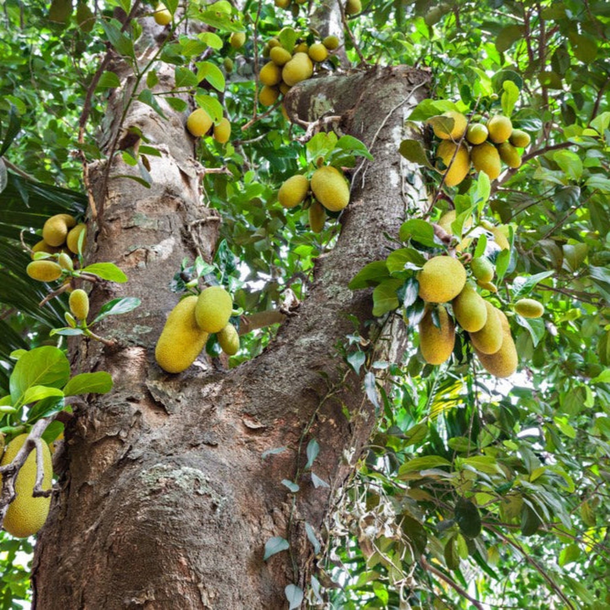 Jackfruit tree loaded with ripe jackfruit growing on sturdy tropical branches, fresh green foliage, edible fruit tree for home gardens, orchards, tropical landscaping, organic fruit cultivation.