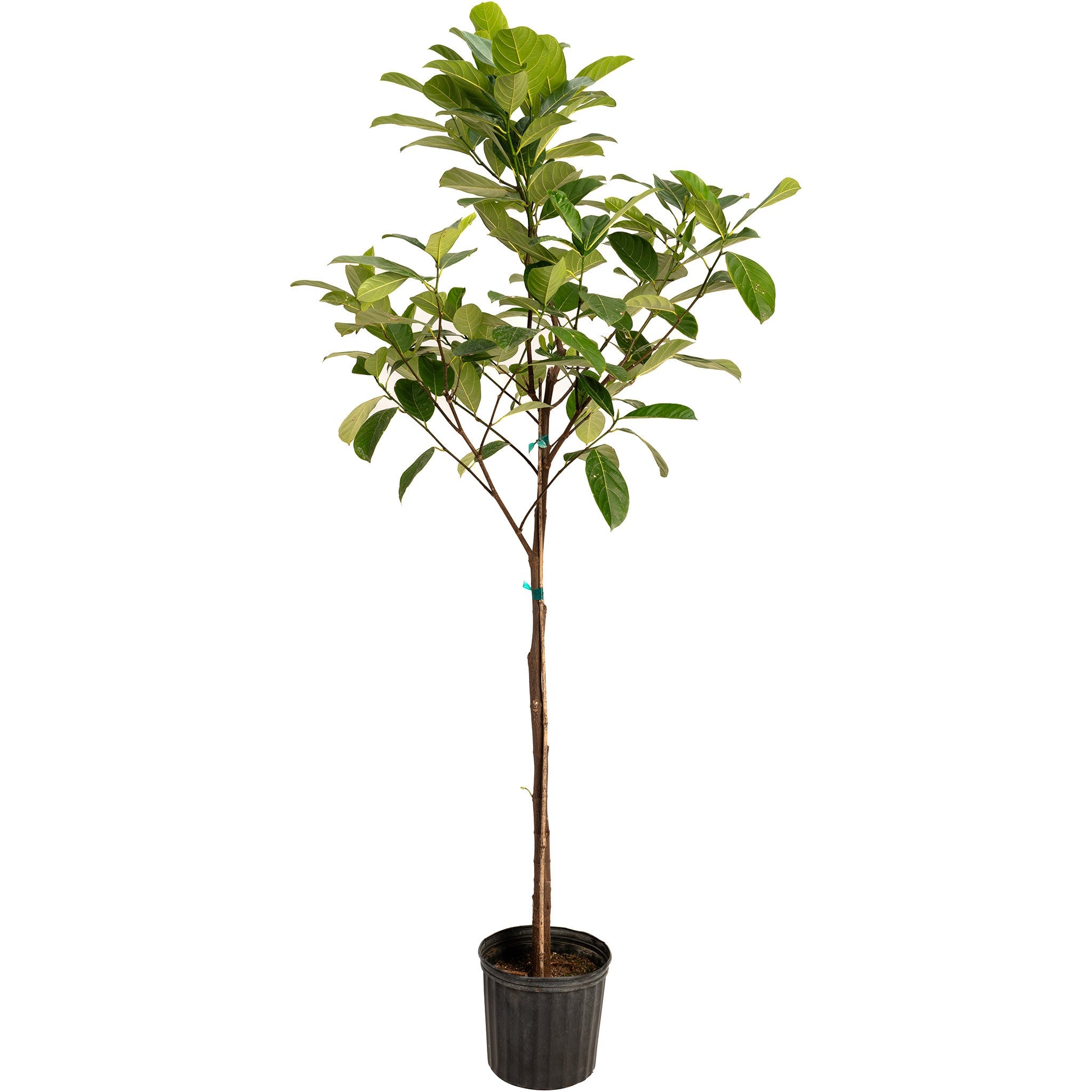 Jackfruit tree in nursery pot with lush green tropical foliage, live jackfruit fruit tree for home gardens, orchards, patios, and edible landscaping