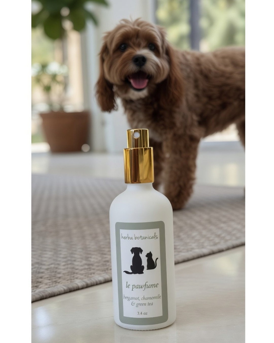 White spray bottle with gold cap on a surface, with a dog in the background. Gentle Natural Pet Spray: Bergamot, Chamomile, Green Tea