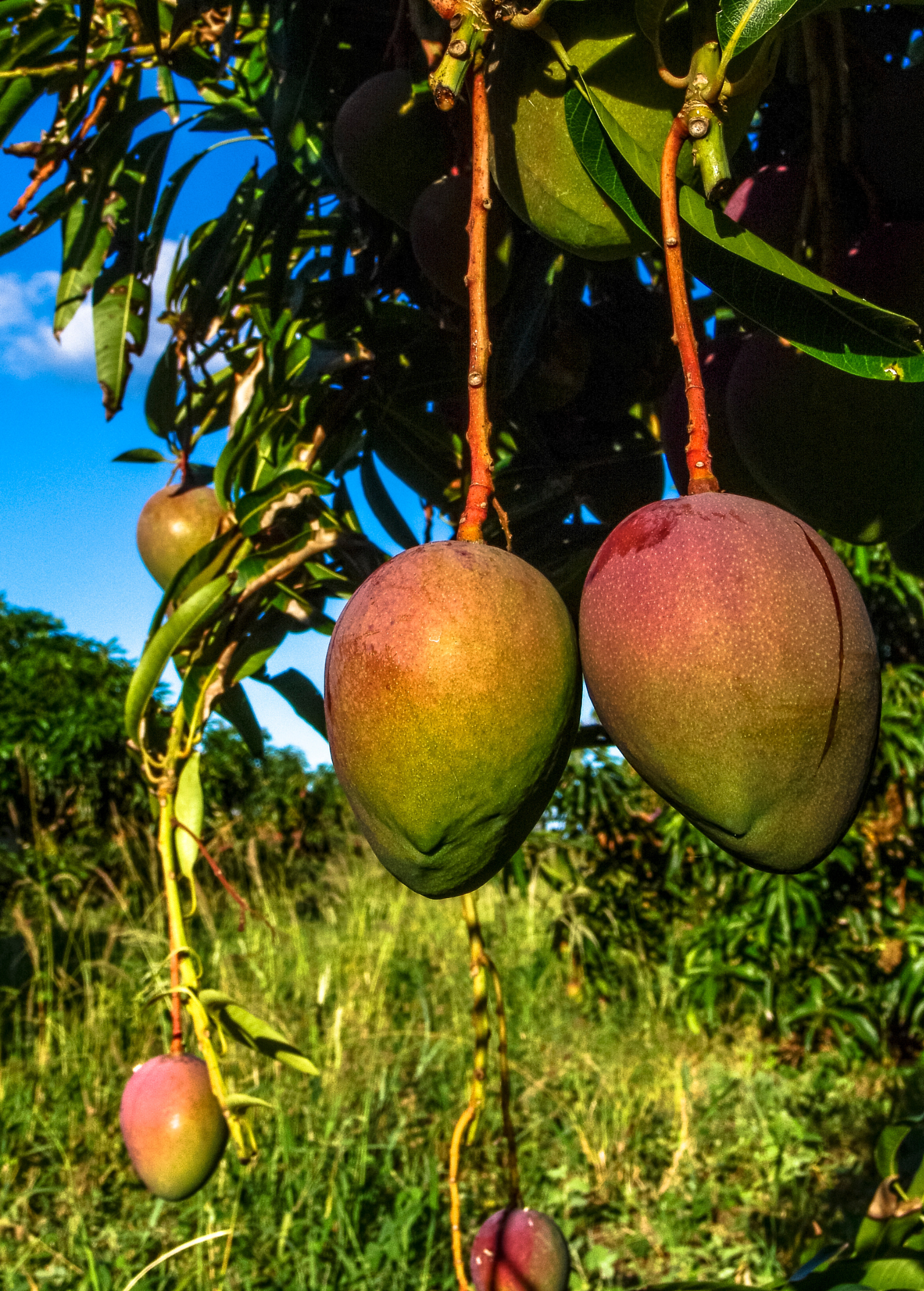 Glenn mangoes ripening on a healthy mango tree in a tropical orchard, showcasing large green and red fruit hanging from branches in natural sunlight.