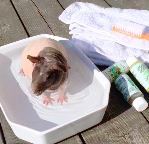 Hairless guinea pig enjoying a gentle bath with pet grooming products, soft white towels and grooming brush for natural skin and coat care.