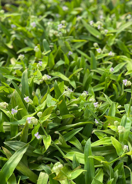 Close-up of green plants with small white flowers. Beijing Grass (Murdannia loriformis) - Medium Plant