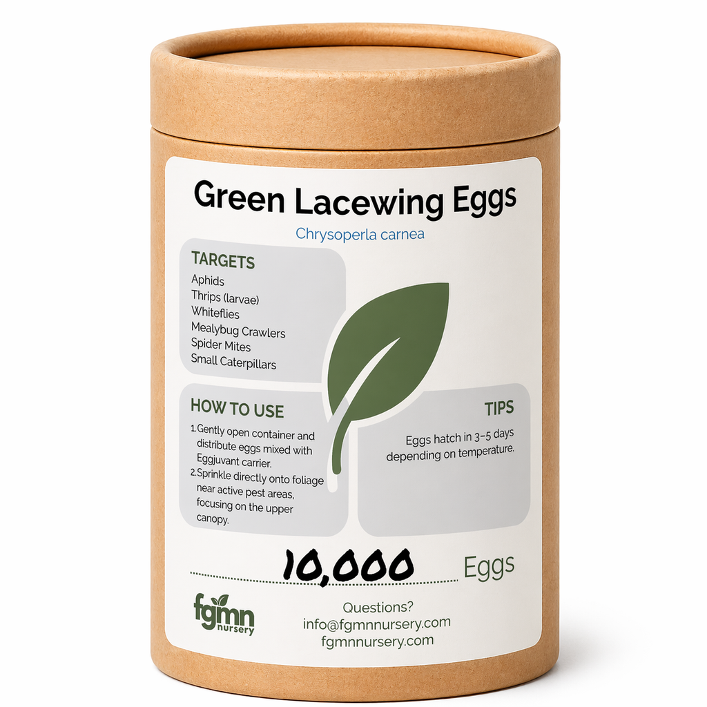 Green Lacewing Eggs