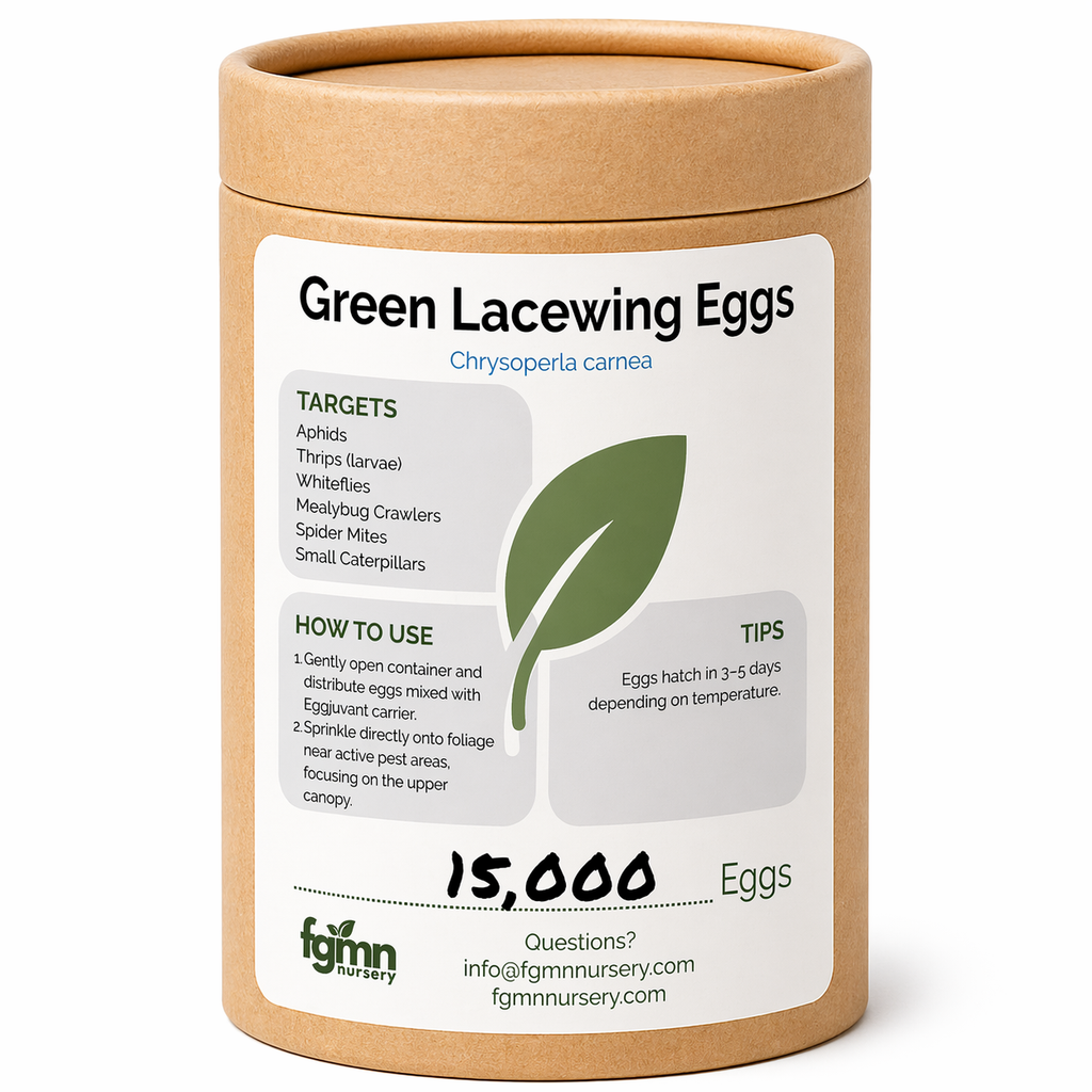 Green Lacewing Eggs