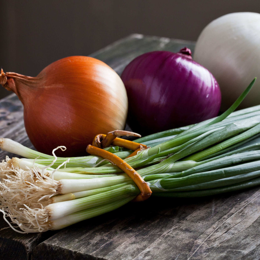Mixed Red White And Yellow Onion Sets 50-60 Bulbs Non-GMO