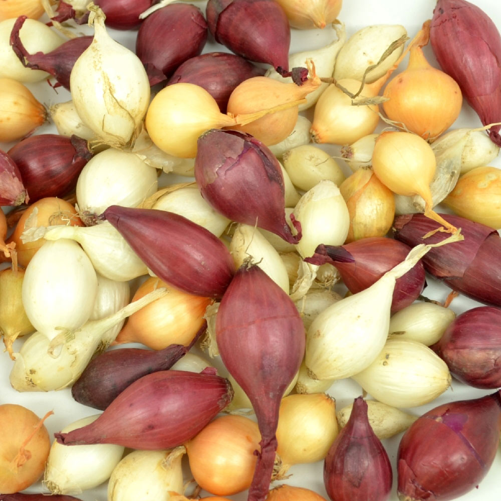 Mixed Red White & Yellow Onion Sets 1 Lb. Non-GMO