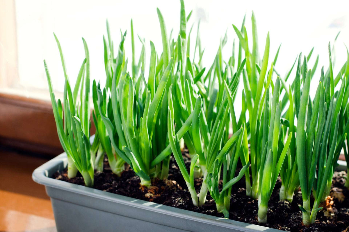 Mixed Red White And Yellow Onion Sets 50-60 Bulbs Non-GMO