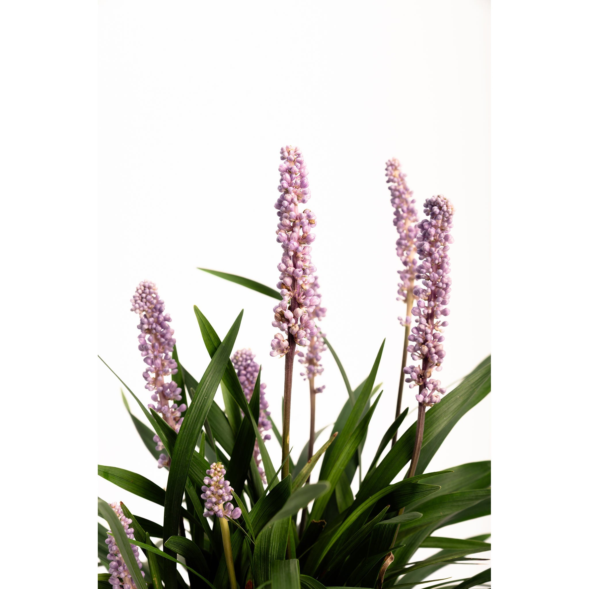 Purple Explosion™ Lilyturf