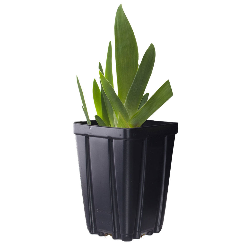 Raven Girl Black Iris Potted Quart Pot