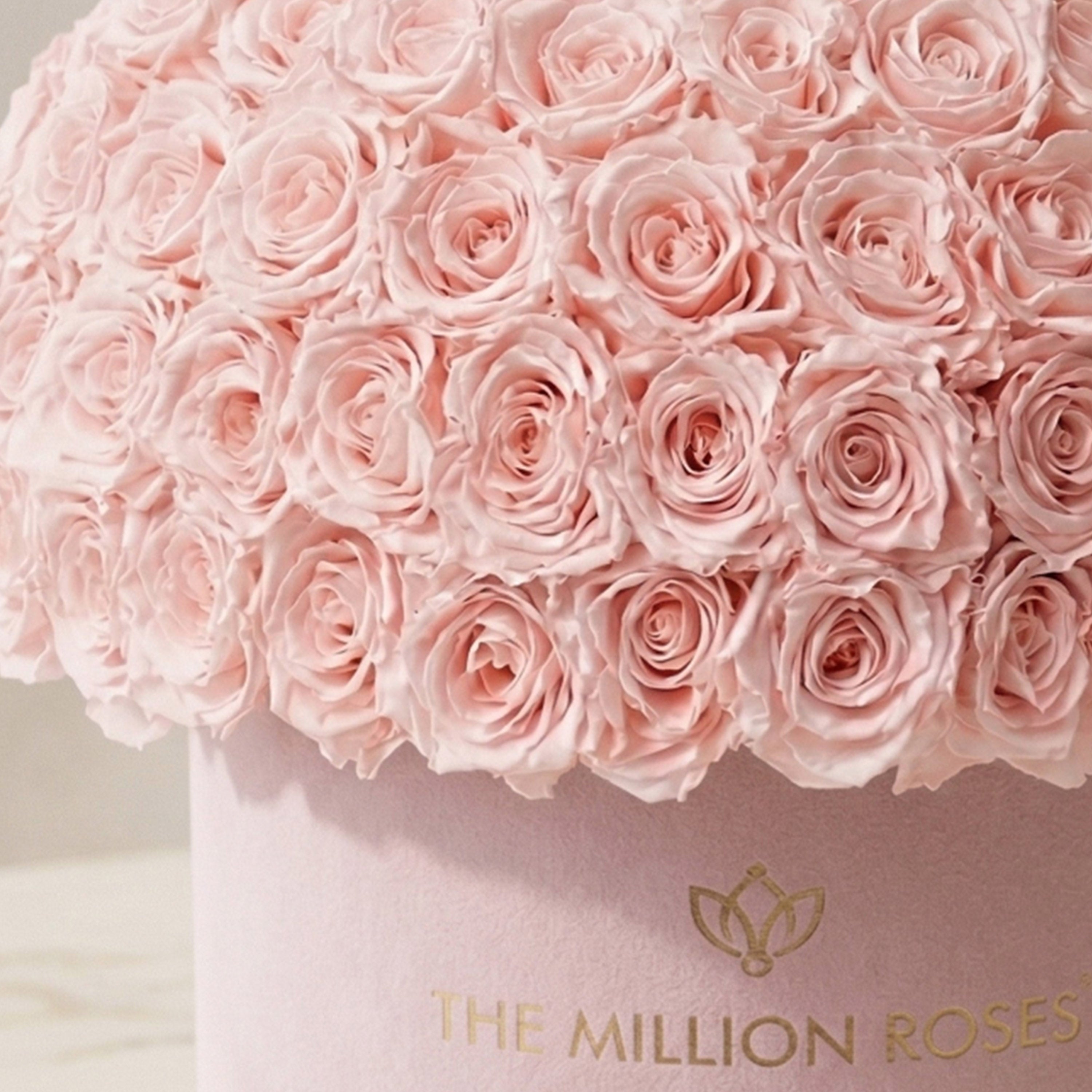 Supreme Light Pink Suede Superdome Box | Light Pink Roses